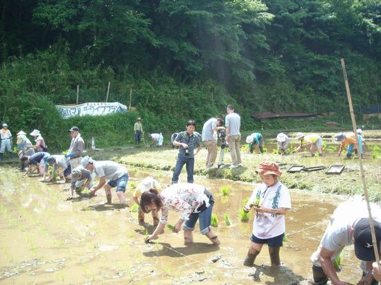 荻野地区で、水田にはいって手作業で田植え体験をしている参加者の写真