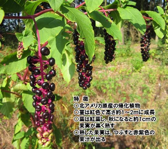 特徴 北アメリカ原産の帰化植物、茎は紅色で高さ約1から2メートルに成長、葉は紅葉し、秋になると約1センチメートルの果実が黒く熟す、熟した果実は、つぶすと赤紫色の果汁が出る