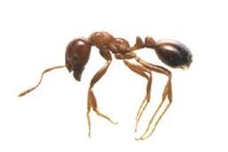 足が長く茶色い色をしたヒアリの写真