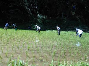 田んぼに手作業で稲の苗を植えている荻野三つ沢の里山を守る会会員の写真