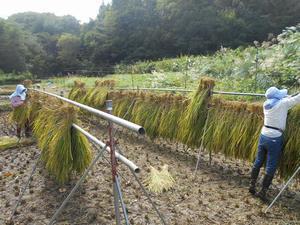 稲刈りを終えた田んぼに設置された竿に収穫した稲を干している荻野三つ沢の里山を守る会会員の写真