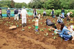 畑に農作物の苗を植えている飯山農楽校会員の写真