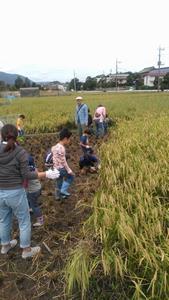 田んぼに入り鎌をもって手作業で稲刈りをしている子供たちの写真