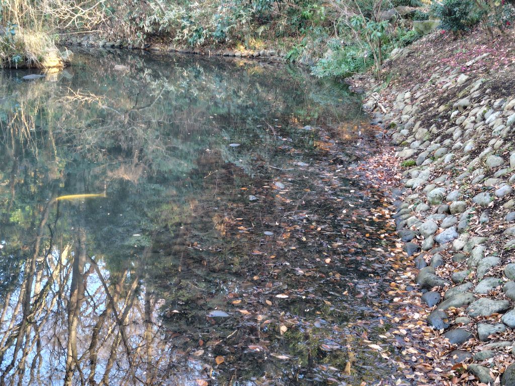 実験126日目の様子3