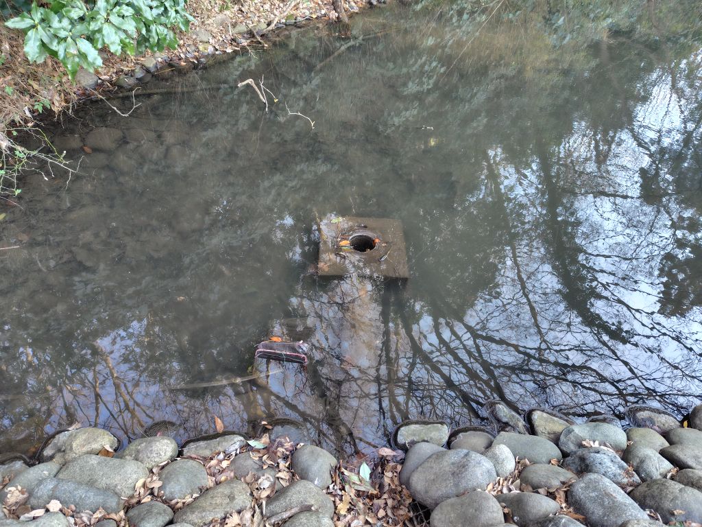 実験126日目の様子4