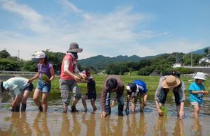 水が張られた田んぼに入り、手作業で稲の苗を植えているNPO法人里山ネット・あつぎ会員の写真