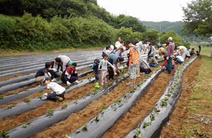 畑に農作物の苗を植えているNPO法人里山ネット・あつぎ会員の写真