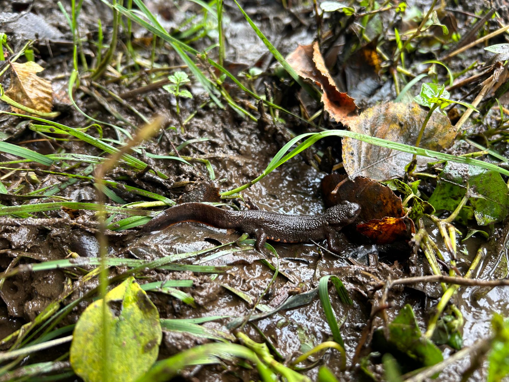 アカハライモリ