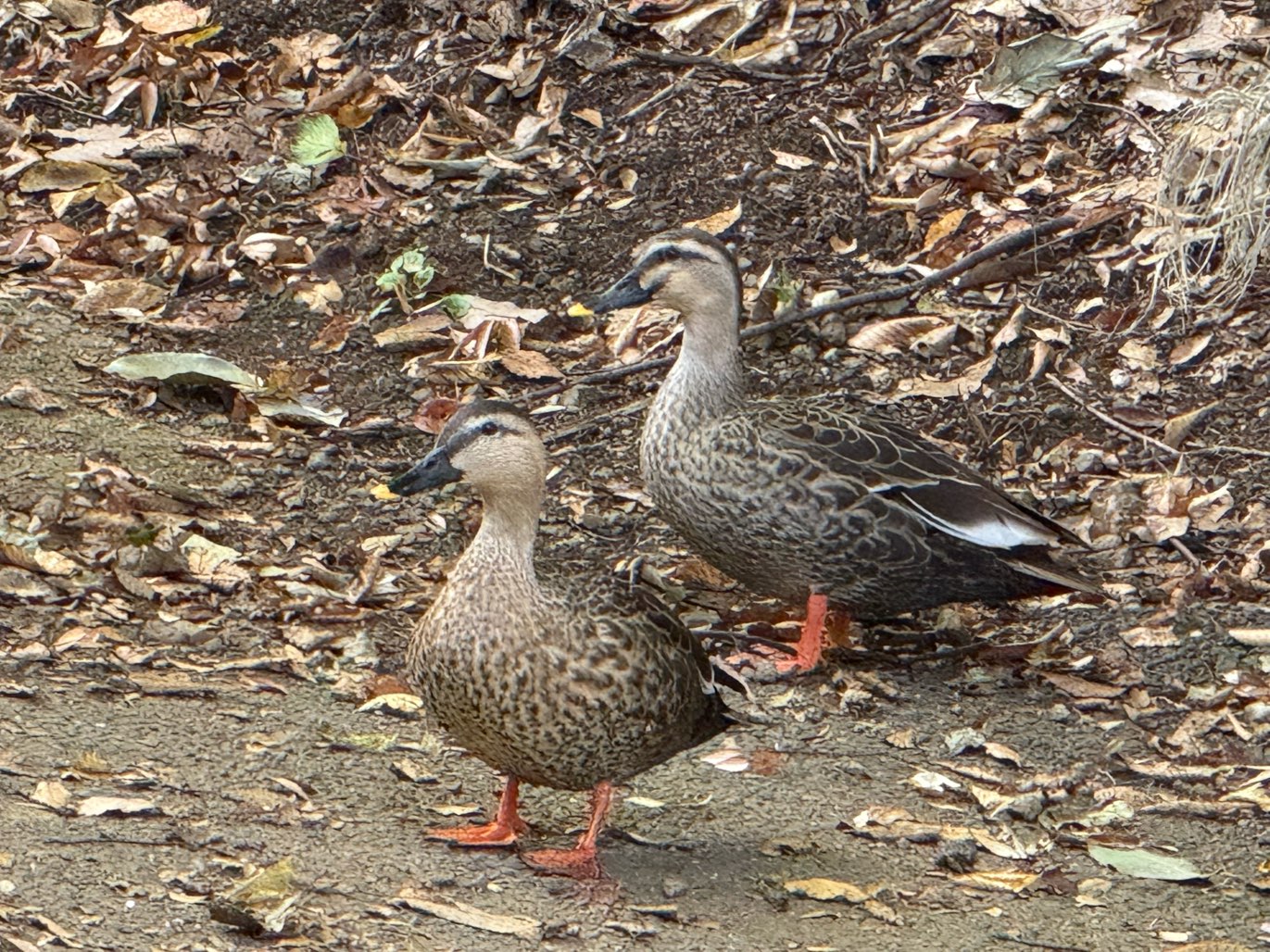 実験73日目の様子1