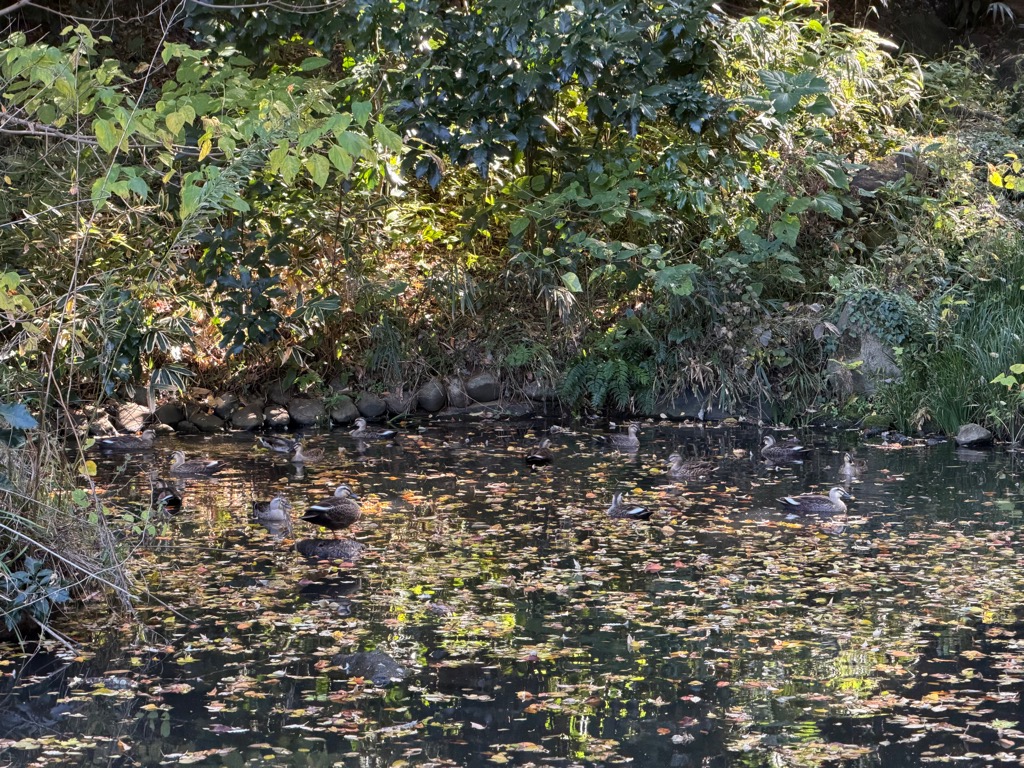 実験77日目の様子3