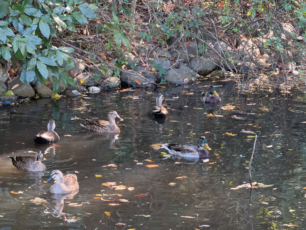 実験77日目の様子4