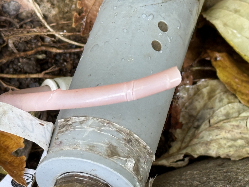 実験79日目の様子1