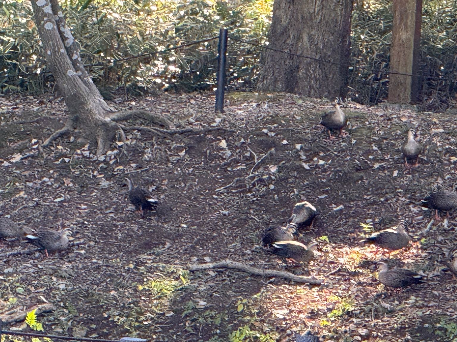 実験82日目の様子2