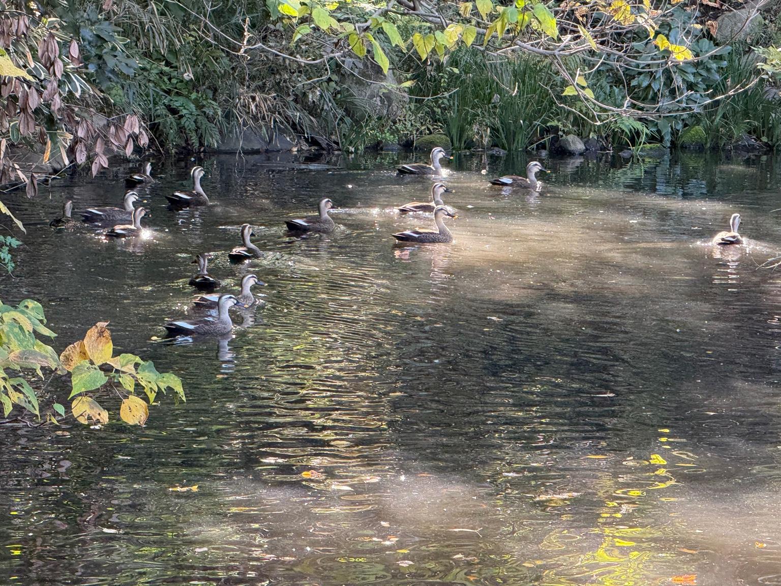 実験82日目の様子1