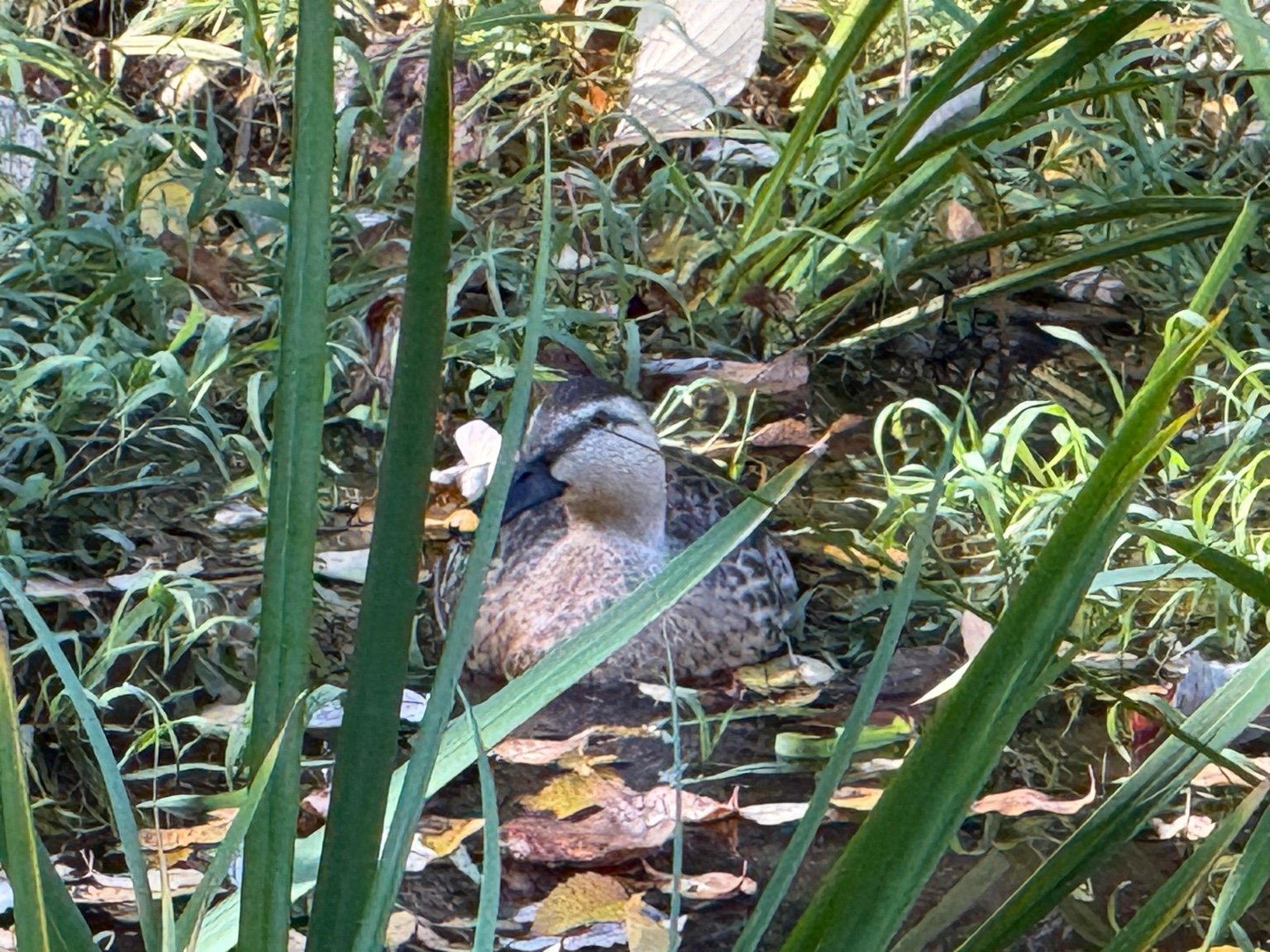 実験82日目の様子3