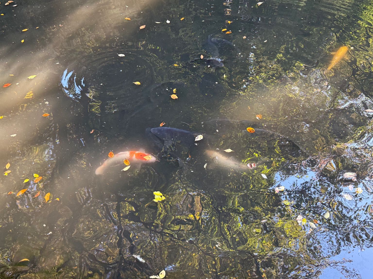 実験82日目の様子4