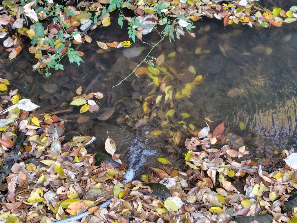 実験91日目の様子4