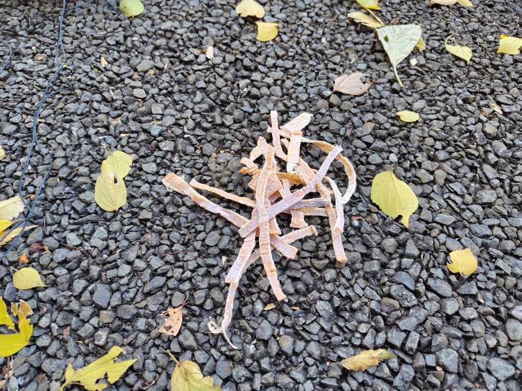 実験91日目の様子6