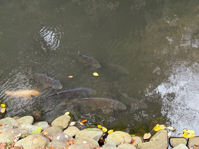 実験93日目の様子