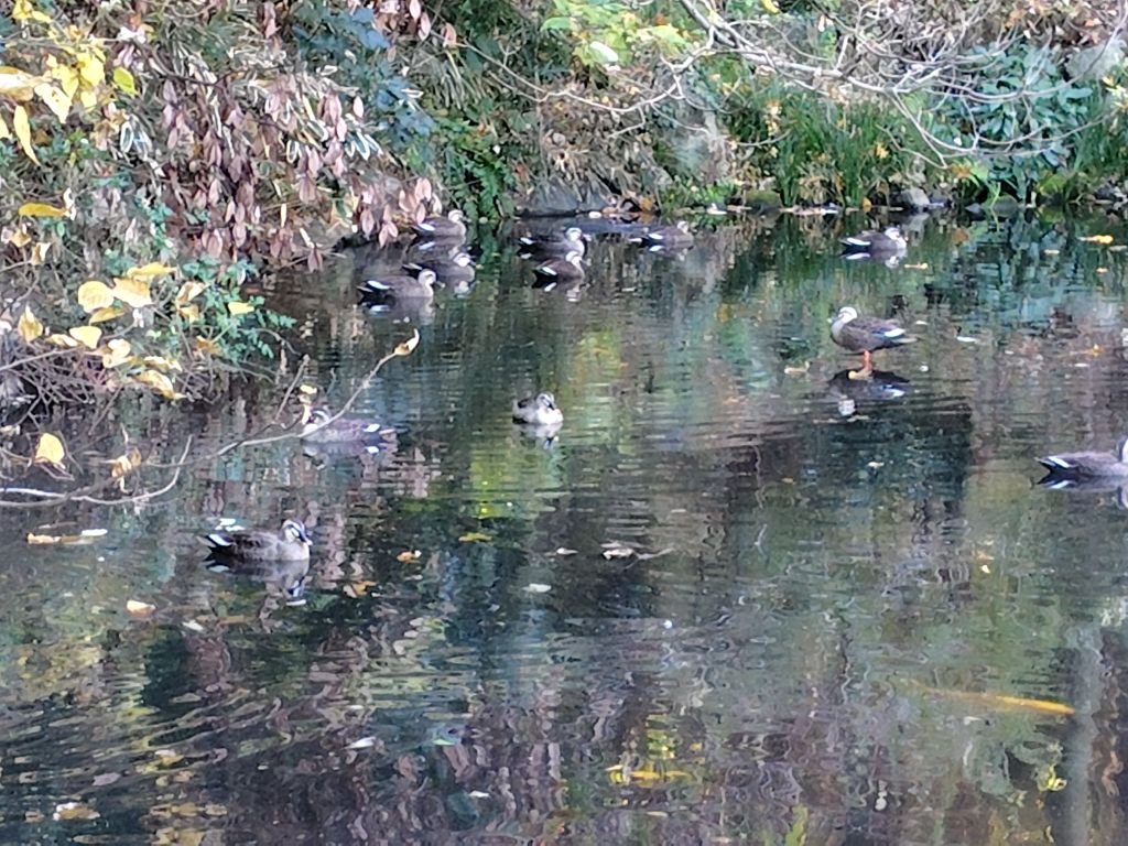 実験98日目の様子2