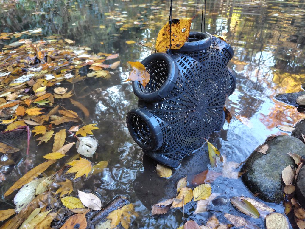 実験98日目の様子3