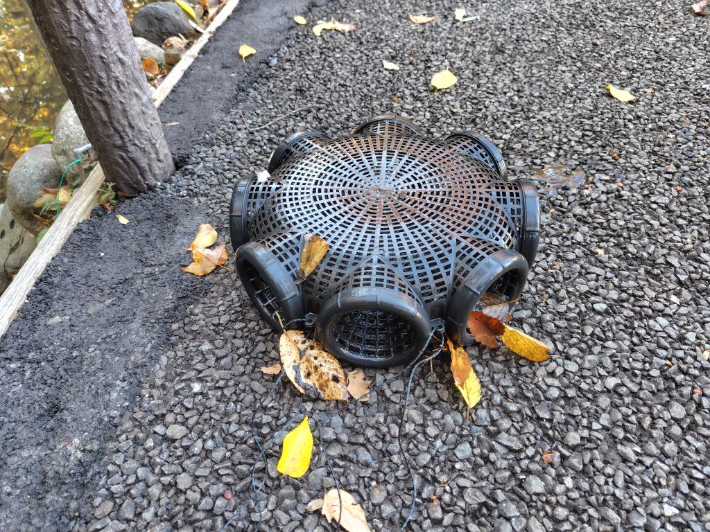 実験98日目の様子4