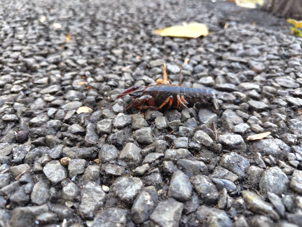 実験98日目の様子5