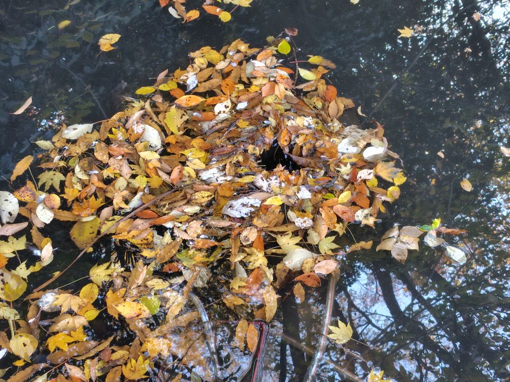 実験98日目の様子6