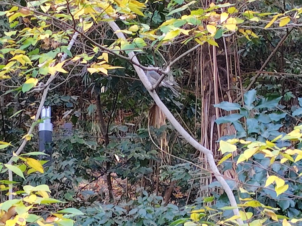 実験98日目の様子8