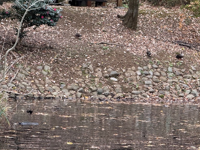 実験99日目の様子