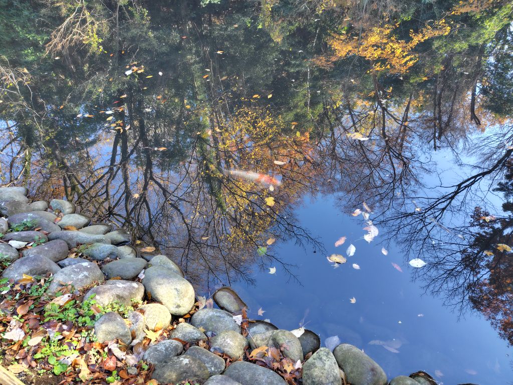 実験105日目の様子2