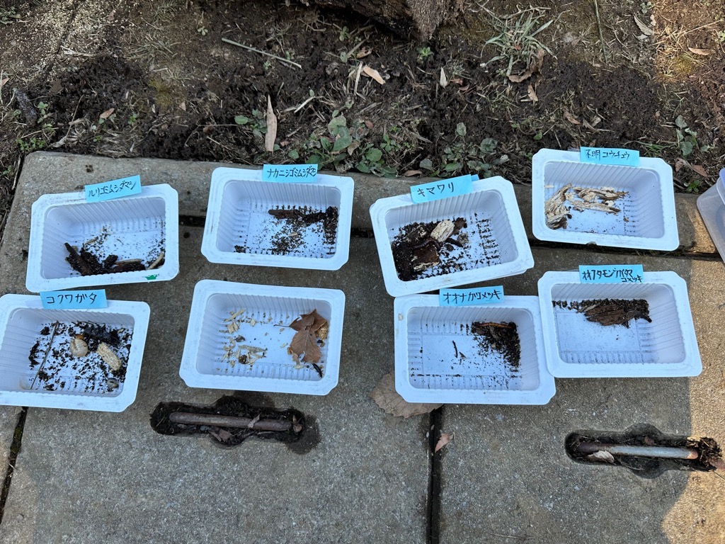 朽ち木から出てきた生きもの