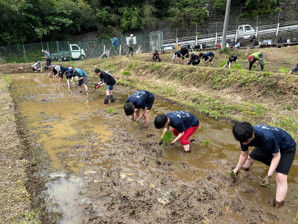 田植え1