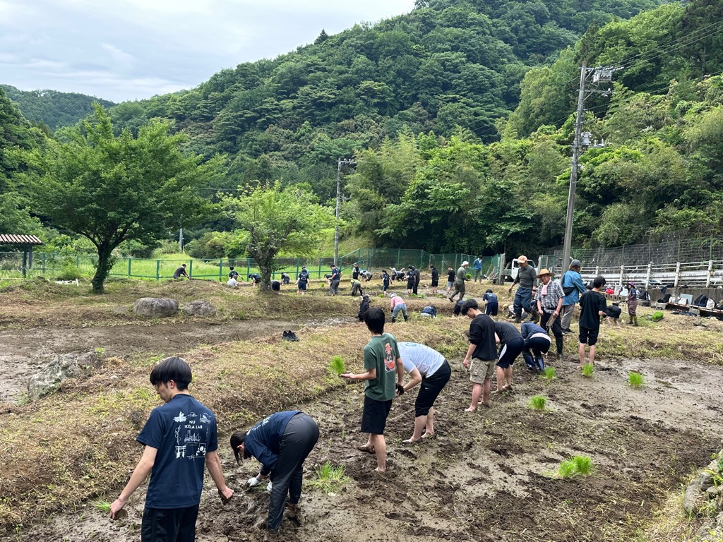 田植え2
