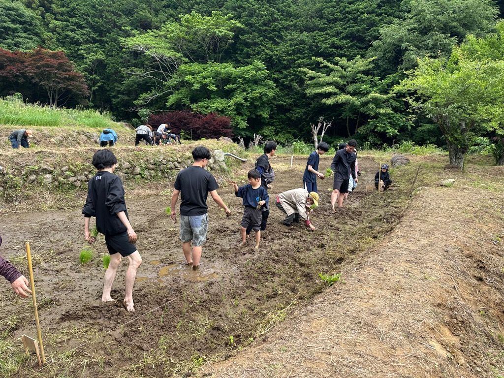 田植え3