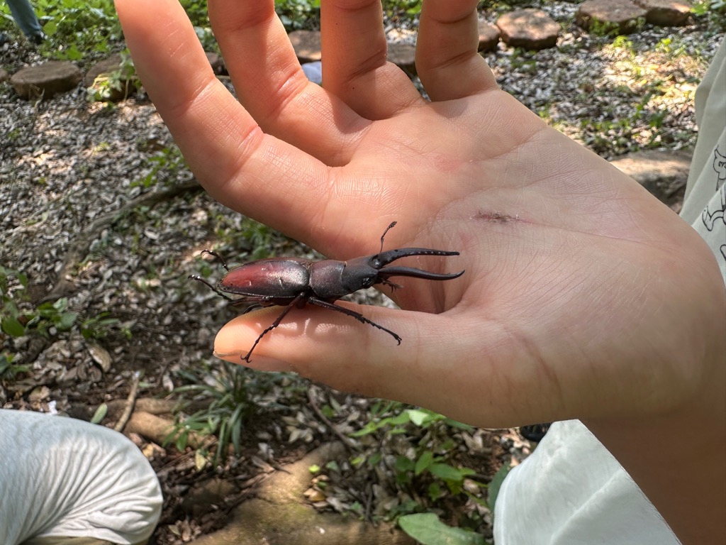 ノコギリクワガタ