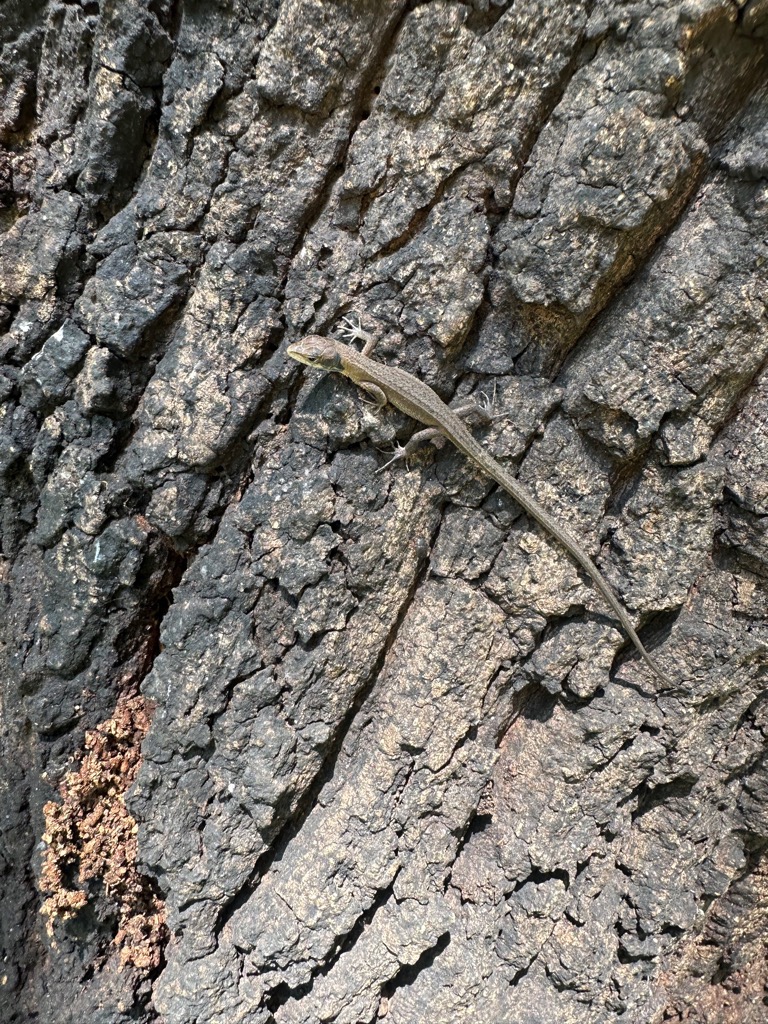 ニホンカナヘビ