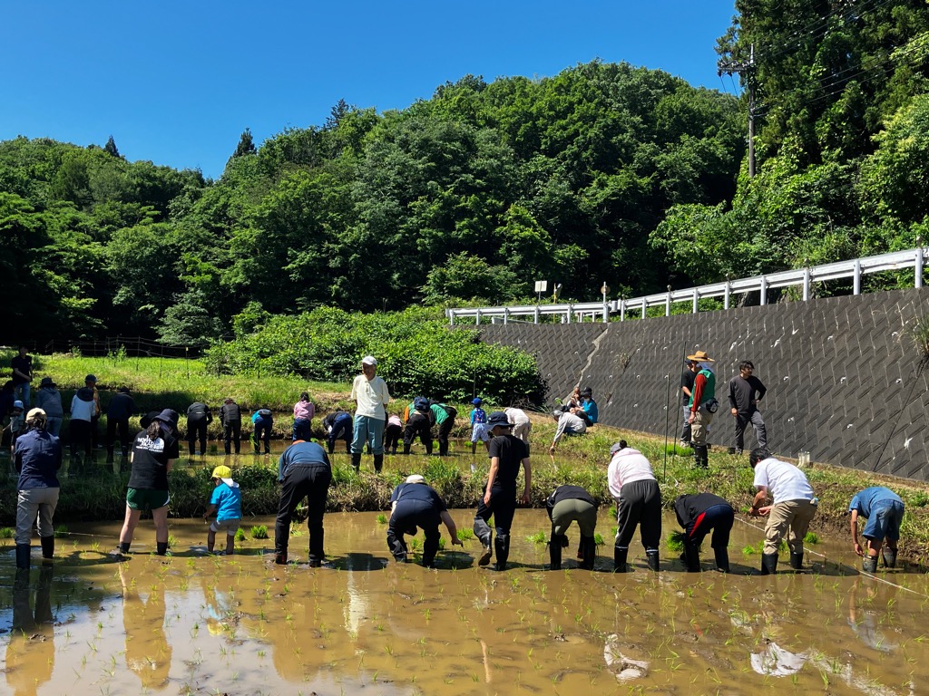 市民ボランティアによる田植えの様子