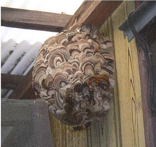 球体のしま模様のスズメバチの巣の写真