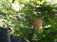 新緑のもみじの木に壺が逆さまになったような形をしたスズメバチの巣がぶら下がっている写真