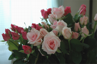 濃いピンクと薄いピンク色の薔薇の花が咲いている写真