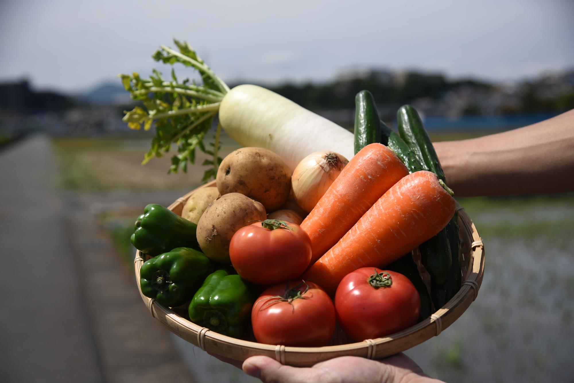 市内で収穫された新鮮な野菜