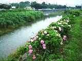 ピンクや白い花が川の右側に咲いている一級河川小鮎川の写真