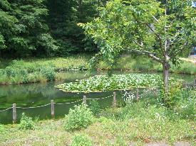 池の中央に植物が生えており、池の周りにはロープで出来たフェンスが立っている写真