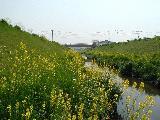 準用河川恩曽川のの川原に菜の花が咲いている写真
