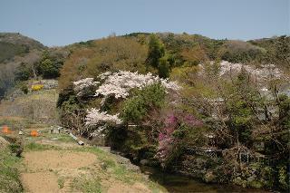 左側に棚田が広がり、奥には桜の花が咲いた木々が所々見える森が広がっている写真