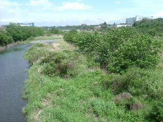 川の両側に草木が生い茂っている中津川の写真