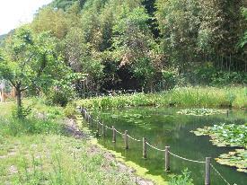 池と、池の奥に見える木々の写真