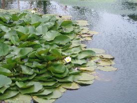 池の上に浮いている水草の写真
