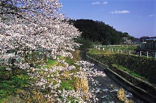 右側に玉川が流れており左側には桜が満開に咲いている写真